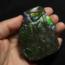 Load image into Gallery viewer, Natural Green Fire Ammolite Fossil from Canada | Bright Iridescent Ammonite Shell Slice | Rare Collector Grade