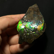 Load image into Gallery viewer, Natural Green & Blue Fire Ammolite Fossil from Canada — Large Iridescent Ammonite Shell Slice