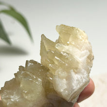 Load image into Gallery viewer, Dog-tooth Calcite Cluster in Soft Yellow — Natural Pointed Calcite Crystal for Home Decor & Collection