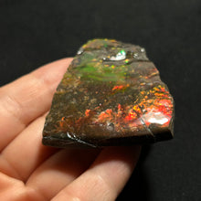 Load image into Gallery viewer, Premium Canadian Ammolite Fossil — Natural Fire Red & Green Iridescence | Rare Ammonite Gem Slice