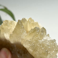 Load image into Gallery viewer, Dog-tooth Calcite Cluster in Soft Yellow — Natural Pointed Calcite Crystal for Home Decor & Collection