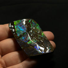 Load image into Gallery viewer, Premium Blue & Green Fire Ammolite Fossil from Canada — Iridescent Gem-Quality Ammolite Slice