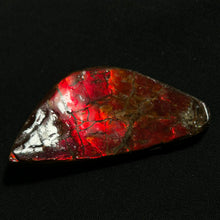 Load image into Gallery viewer, Natural Red Ammolite Fossil Slice from Alberta Canada | Fire Iridescence | Collectible Gemstone
