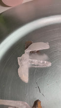 Load and play video in Gallery viewer, Rare - art shape crystalline crystal cluster