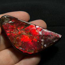 Load image into Gallery viewer, Natural Red Ammolite Fossil Slice from Alberta Canada | Fire Iridescence | Collectible Gemstone
