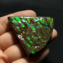 Load image into Gallery viewer, Premium Green Fire Ammolite Fossil from Canada — Dragon-Scale Iridescence | Vibrant Ammolite Slice
