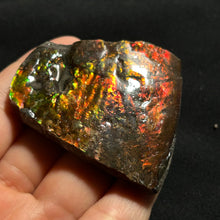 Load image into Gallery viewer, Premium Canadian Ammolite Fossil — Natural Fire Red &amp; Green Iridescence | Rare Ammonite Gem Slice
