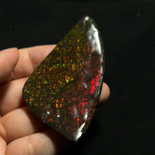 Load image into Gallery viewer, Premium Ammolite Fossil Slice from Canada — Vivid Red &amp; Green Fire Iridescence | Rare Gem-Grade Ammonite Shell
