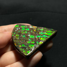Load image into Gallery viewer, Premium Green Fire Ammolite Fossil from Canada — Dragon-Scale Iridescence | Vibrant Ammolite Slice
