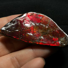Load image into Gallery viewer, Natural Red Ammolite Fossil Slice from Alberta Canada | Fire Iridescence | Collectible Gemstone
