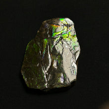 Load image into Gallery viewer, Natural Green Fire Ammolite Fossil from Canada | Bright Iridescent Ammonite Shell Slice | Rare Collector Grade
