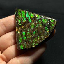 Load image into Gallery viewer, Premium Green Fire Ammolite Fossil from Canada — Dragon-Scale Iridescence | Vibrant Ammolite Slice
