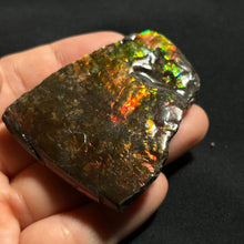 Load image into Gallery viewer, Premium Canadian Ammolite Fossil — Natural Fire Red &amp; Green Iridescence | Rare Ammonite Gem Slice
