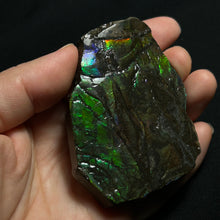 Load image into Gallery viewer, Natural Green Fire Ammolite Fossil from Canada | Bright Iridescent Ammonite Shell Slice | Rare Collector Grade
