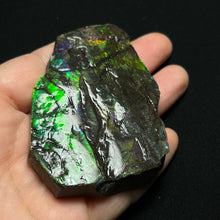 Load image into Gallery viewer, Natural Green Fire Ammolite Fossil from Canada | Bright Iridescent Ammonite Shell Slice | Rare Collector Grade
