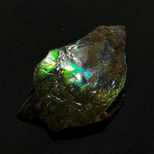 Load image into Gallery viewer, Natural Green &amp; Blue Fire Ammolite Fossil from Canada — Large Iridescent Ammonite Shell Slice
