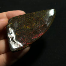 Load image into Gallery viewer, Premium Ammolite Fossil Slice from Canada — Vivid Red &amp; Green Fire Iridescence | Rare Gem-Grade Ammonite Shell
