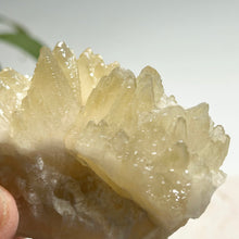 Load image into Gallery viewer, Dog-tooth Calcite Cluster in Soft Yellow — Natural Pointed Calcite Crystal for Home Decor &amp; Collection
