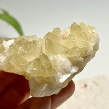 Load image into Gallery viewer, Dog-tooth Calcite Cluster in Soft Yellow — Natural Pointed Calcite Crystal for Home Decor &amp; Collection
