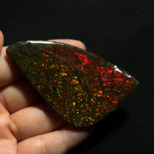Load image into Gallery viewer, Premium Ammolite Fossil Slice from Canada — Vivid Red &amp; Green Fire Iridescence | Rare Gem-Grade Ammonite Shell
